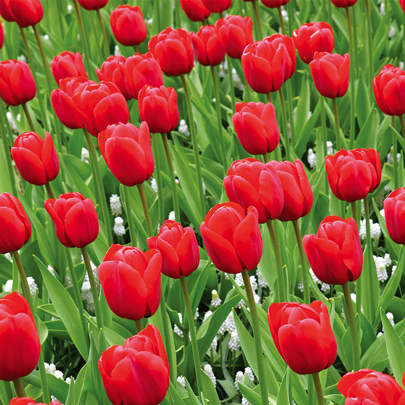 Tulipe Triomphe Ile de France