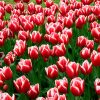 Tulipe Triomphe Leen Van Der Mark