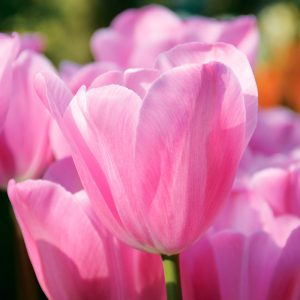 Tulipe Triomphe Mistress