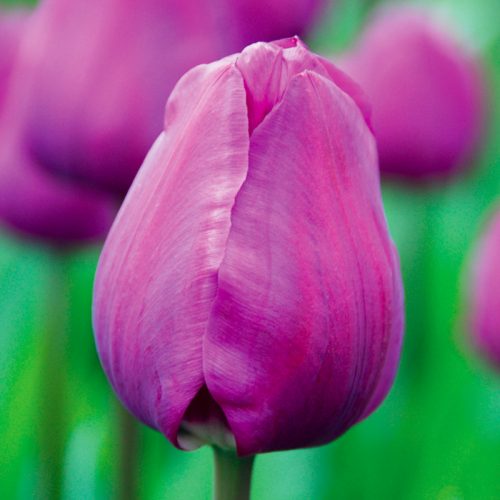 Tulipe Triomphe Negrita