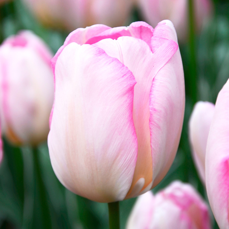 Tulipe Triomphe New Design