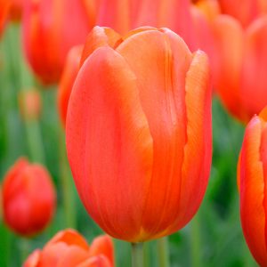 Tulipe Triomphe Orange Cassini