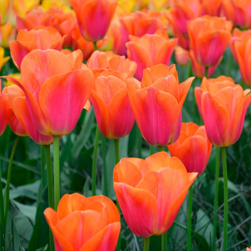 Tulipe Triomphe Orange Dynasty