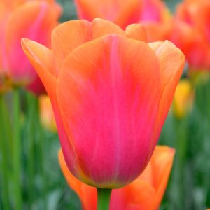 Tulipe Triomphe Orange Dynasty