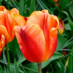 Tulipe Triomphe Orange Monarch