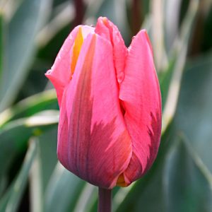 Tulipe Triomphe Pretty Princess