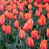 Tulipe Triomphe Princesse Irène