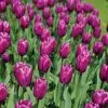 Tulipe Triomphe Purple Flag