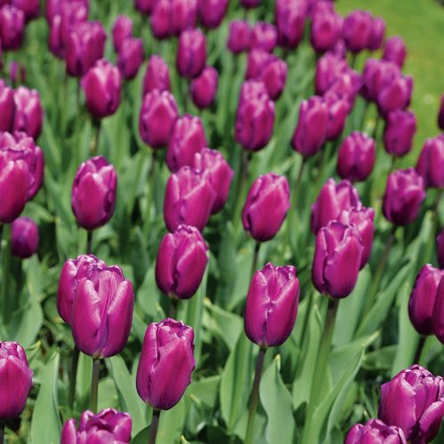 Tulipe Triomphe Purple Flag