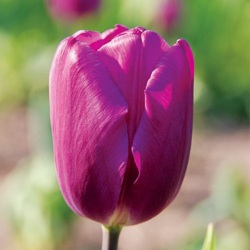 Tulipe Triomphe Purple Flag