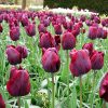 Tulipe Triomphe Ronaldo