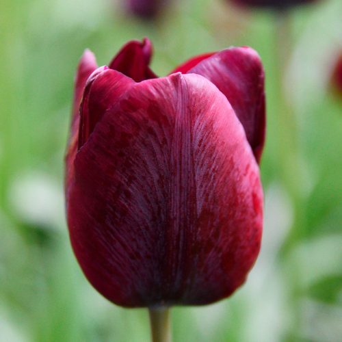 Tulipe Triomphe Ronaldo