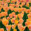 Tulipe Triomphe Salmon Dynasty