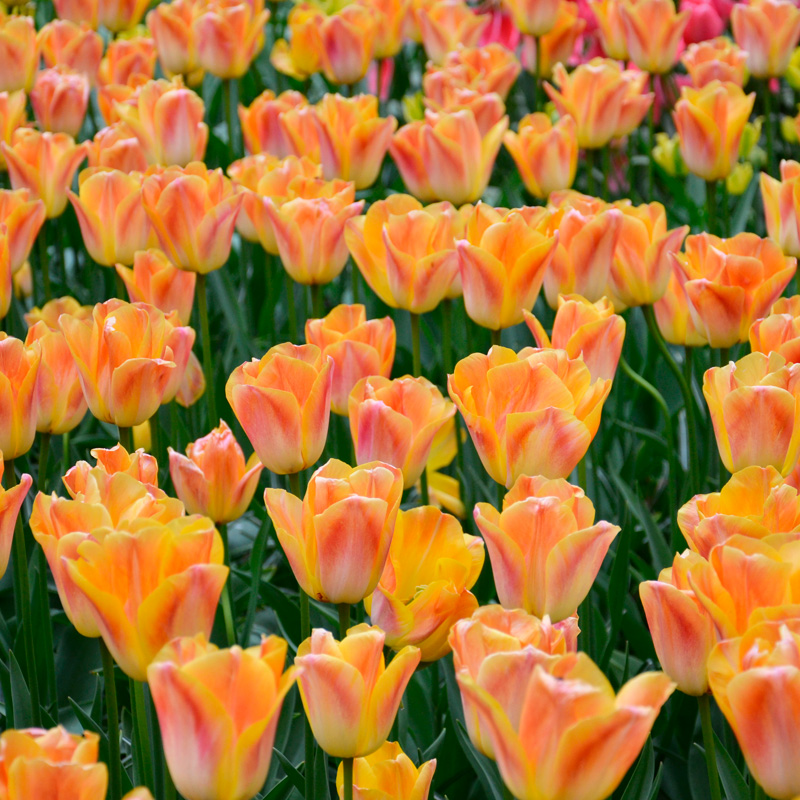 Tulipe Triomphe Salmon Dynasty