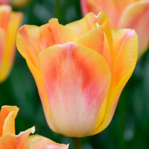 Tulipe Triomphe Salmon Dynasty
