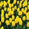 Tulipe Triomphe Strong Gold