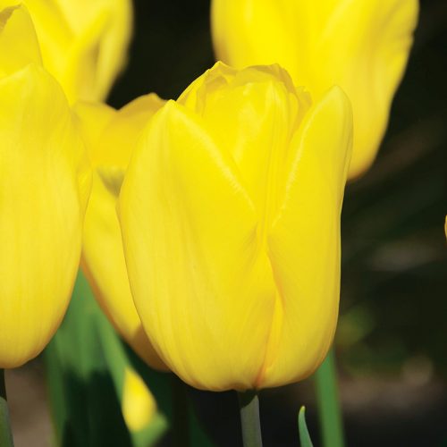 Tulipe Triomphe Strong Gold