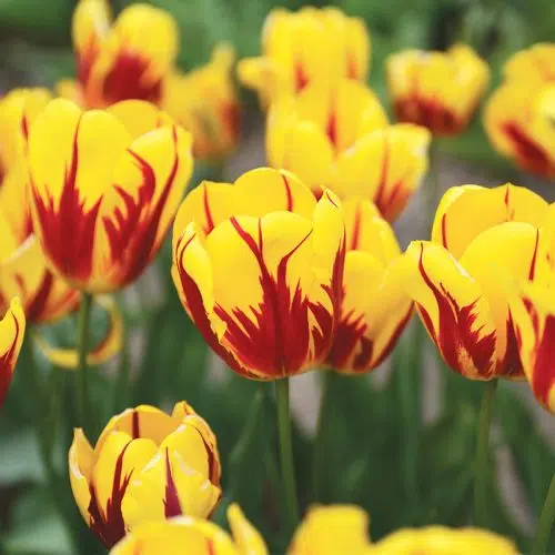 Tulipe Triomphe Washington