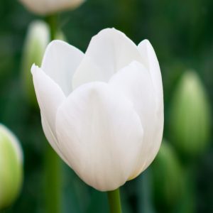 Tulipe Triomphe White Dream