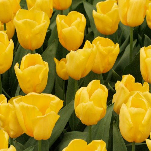 Tulipe Triomphe Yellow Flight