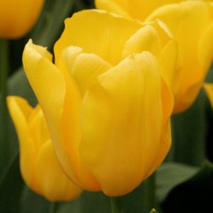 Tulipe Triomphe Yellow Flight