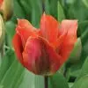 Tulipe Viridiflora Artist