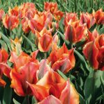 Tulipe Viridiflora Artist