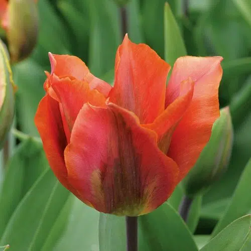 Tulipe Viridiflora Artist