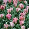Tulipe Viridiflora China Town