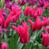 Tulipe Viridiflora Doll's Minuet