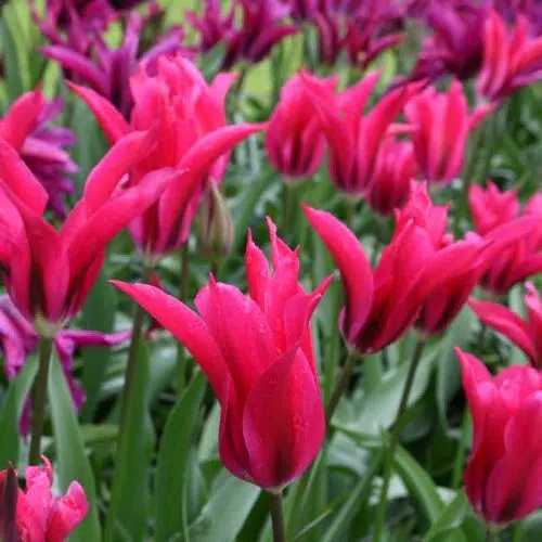 Tulipe Viridiflora Doll's Minuet