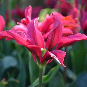 Tulipe Viridiflora Doll's Minuet