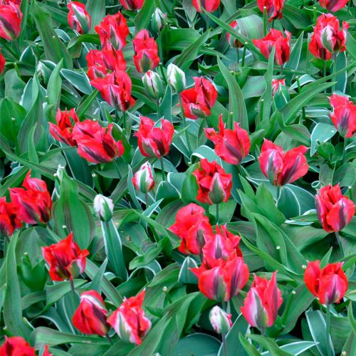 Tulipe Viridiflora Esperanto