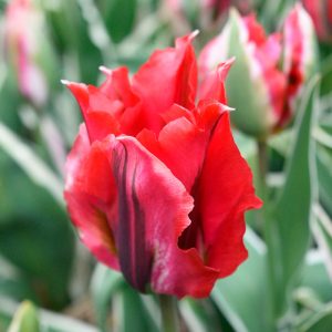 Tulipe Viridiflora Esperanto