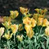Tulipe Viridiflora Golden Artist
