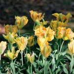 Tulipe Viridiflora Golden Artist