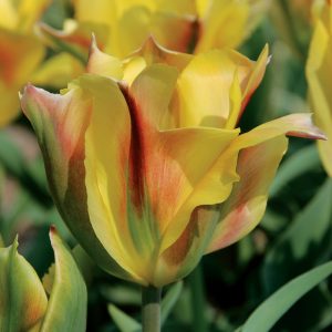 Tulipe Viridiflora Golden Artist