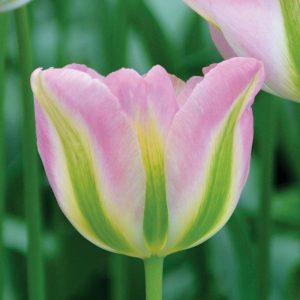 Tulipe Viridiflora Groenland