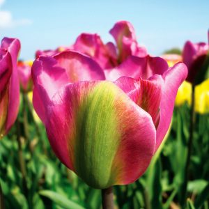 Tulipe Viridiflora Night Rider