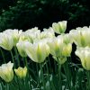 Tulipe Viridiflora Spring Green