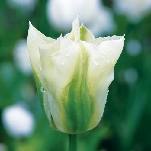 Tulipe Viridiflora Spring Green