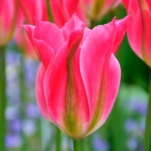 Tulipe Viridiflora Virichic