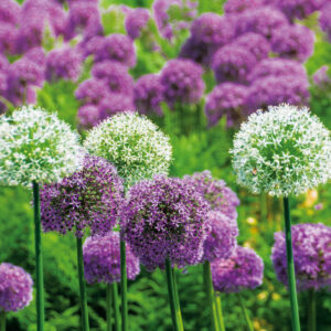 Assortiment Joli Jardin Alliums