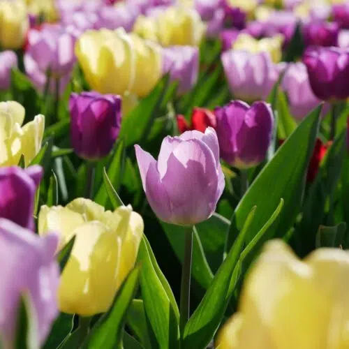 Assortiment tulipes simples hâtives Pastel