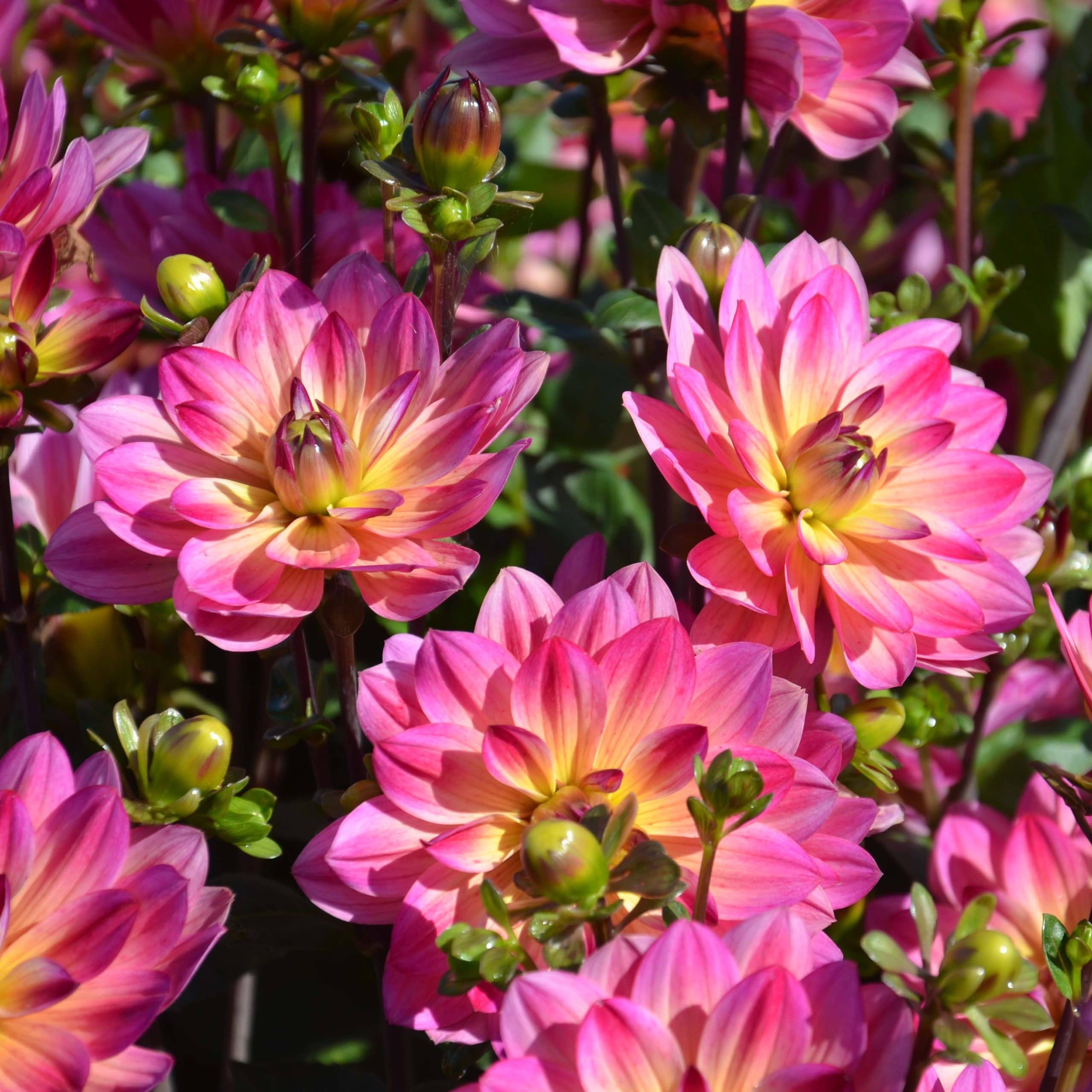 Dahlia Buisson Profusion