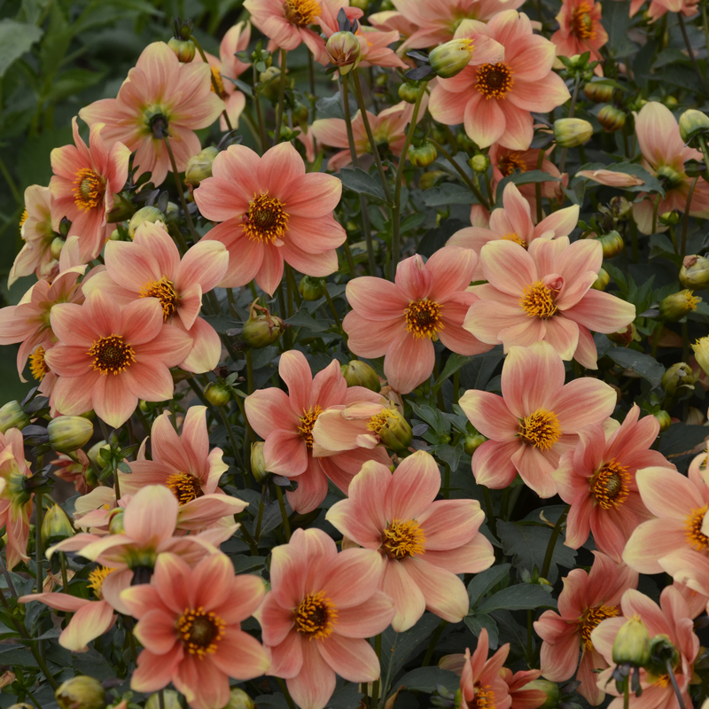 Dahlia Nain Simple Peachy