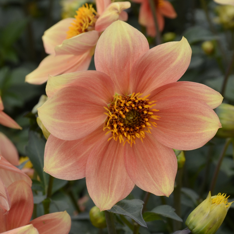 Dahlia Nain Simple Peachy