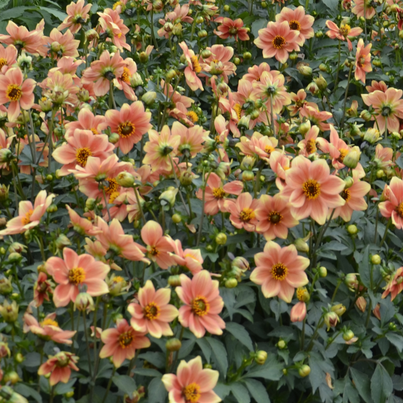 Dahlia Nain Simple Peachy