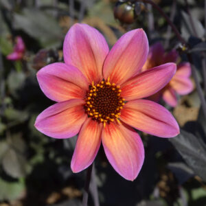 Dahlia Nain Simple Tropic and Black