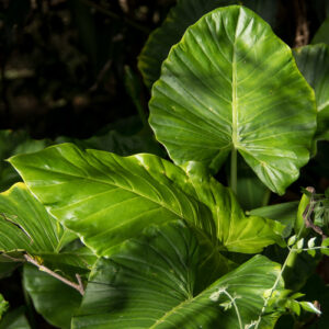 Alocasia Odora